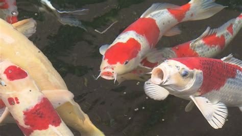 錦鯉魚|日本伝統の「泳ぐ芸術品」錦鯉について学ぼう：農林水産省